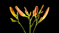 延时摄影黄花菜开花过程金针花也想