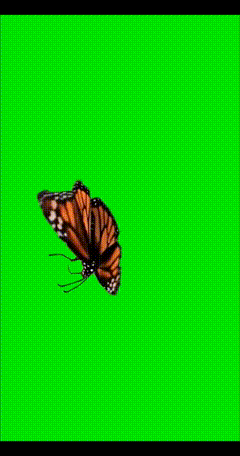 慢动作蝴蝶绿屏绿布抠像素材绿屏素材素材分享绿布