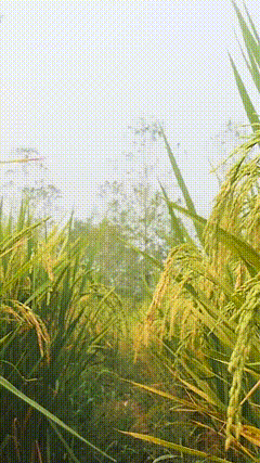 秋收稻谷熟了袁隆平家里的水稻熟了，看着沉甸甸的稻谷，