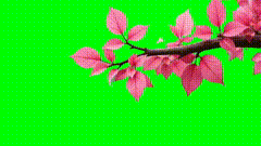 绿布绿屏素材绿布抠像素材1610