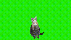 绿幕素材喵星人小猫素材
