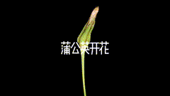 蒲公英一花一草一世界微观看世界昙花一现，人也一样