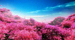 视频素材治愈系风景这片花海太美了，我这一生假如能亲临