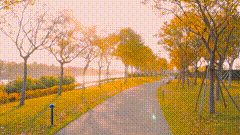 视频素材路途风景秋天来了树叶黄了，一阵凉凉的微风拂过