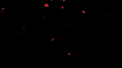 视频素材飘花瓣花瓣雨花瓣飘零美若仙